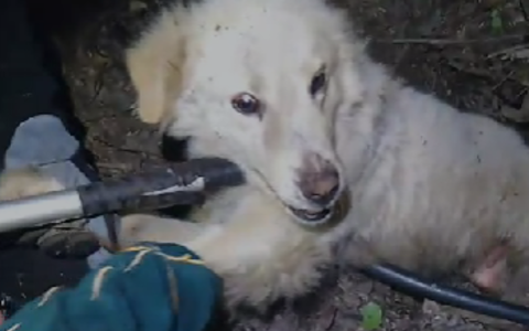 Cagnolina partorisce in un tronco e resta incastrata: salvata con i suoi cuccioli