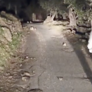 Imperia, pericolo in strada Ciosa. Crolla tutto: pezzi di muro a secco piombano sulla carreggiata Imperia, pericolo in strada Ciosa. Crolla tutto: pezzi di muro a secco piombano sulla carreggiata
