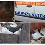 LA STORIA. Dramma a Borgomaro: morte, degrado e animali in una casa-lager