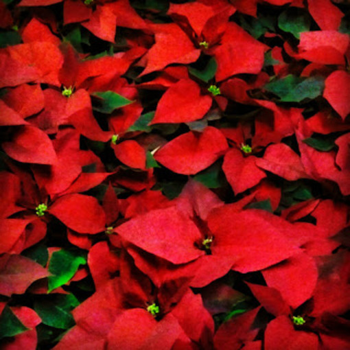 Mondo di Poesie: &quot;Stella di Natale: rossa pulcherrima&quot; di Roberto Fiumara