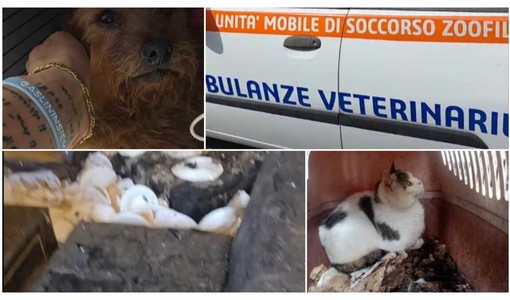 LA STORIA. Dramma a Borgomaro: morte, degrado e animali in una casa-lager