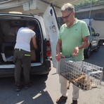 La volpe ferita salvata grazie al grande cuore degli imperiesi