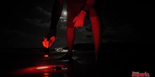 Miracolo alla 'Conca': nate le tartarughe Caretta caretta a Porto Maurizio (video) Miracolo alla 'Conca': nate le tartarughe Caretta caretta a Porto Maurizio (video)