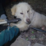 Cagnolina partorisce in un tronco e resta incastrata: salvata con i suoi cuccioli Cagnolina partorisce in un tronco e resta incastrata: salvata con i suoi cuccioli