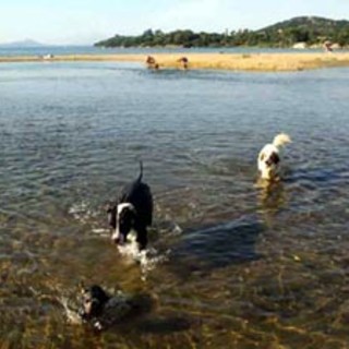 Il Tar sospende l’ordinanza del Sindaco di Diano Marina che vietava i cani sulle spiagge libere dalle 8 alle 20