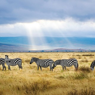 Safari in Tanzania in estate: cosa aspettarsi tra giugno e settembre? Safari in Tanzania in estate: cosa aspettarsi tra giugno e settembre?