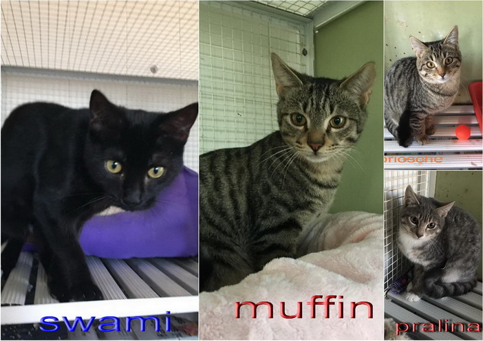 Enpa di Sanremo: quattro bellissimi gattini aspettano di essere adottati