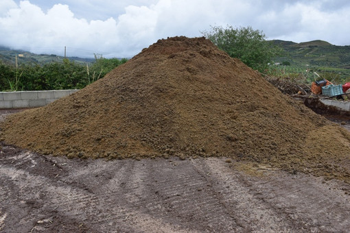 Olivicoltura, la Provincia autorizza il deposito della sansa  nell’impianto di compostaggio a Bussana