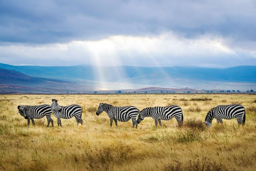 Safari in Tanzania in estate: cosa aspettarsi tra giugno e settembre?