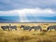 Safari in Tanzania in estate: cosa aspettarsi tra giugno e settembre? Safari in Tanzania in estate: cosa aspettarsi tra giugno e settembre?