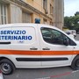 Un grazie di cuore all'ambulanza veterinaria dell'ASL per il soccorso al gattino