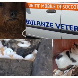 LA STORIA. Dramma a Borgomaro: morte, degrado e animali in una casa-lager