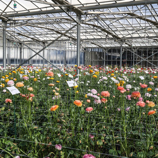 Caldo estremo: stop dalla Regione alle attività nei cantieri, in agricoltura e nel florovivaismo Caldo estremo: stop dalla Regione alle attività nei cantieri, in agricoltura e nel florovivaismo