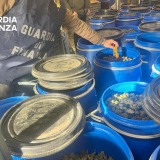 Sequestrata mezza tonnellata di canapa illecita nell'Imperiese