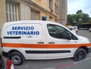Un grazie di cuore all'ambulanza veterinaria dell'ASL per il soccorso al gattino Un grazie di cuore all'ambulanza veterinaria dell'ASL per il soccorso al gattino