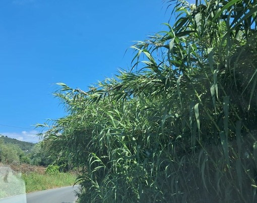 LA SEGNALAZIONE. Strada Montegrazie, cartello stradale coperto dall’erba alta: mezzi pesanti costretti a invadere la corsia opposta