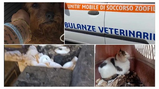 LA STORIA. Dramma a Borgomaro: morte, degrado e animali in una casa-lager
