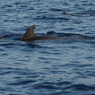 Scoperto in Riviera il primo caso italiano di uccisione diretta di una stenella striata da parte di delfini tursiopi