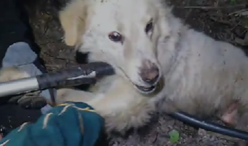 Cagnolina partorisce in un tronco e resta incastrata: salvata con i suoi cuccioli