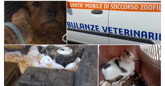LA STORIA. Dramma a Borgomaro: morte, degrado e animali in una casa-lager