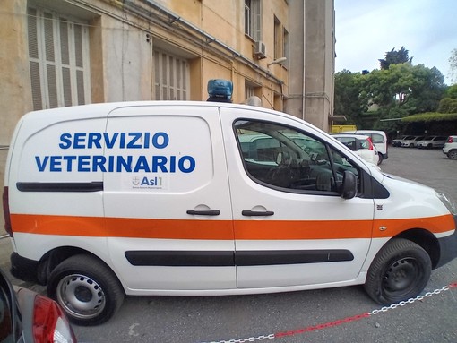 Un grazie di cuore all'ambulanza veterinaria dell'ASL per il soccorso al gattino