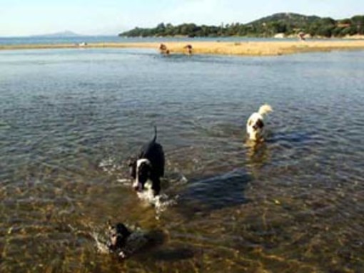 Il Tar sospende l’ordinanza del Sindaco di Diano Marina che vietava i cani sulle spiagge libere dalle 8 alle 20
