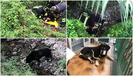 Cane intrappolato nel torrente Steria a Cervo: lo salvano i vigili del fuoco (video) Cane intrappolato nel torrente Steria a Cervo: lo salvano i vigili del fuoco (video)