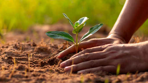 'Coltiva il futuro' con la Croce Rossa: due posti per il Servizio civile agricolo a Pontedassio 'Coltiva il futuro' con la Croce Rossa: due posti per il Servizio civile agricolo a Pontedassio