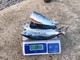 Nuovo sequestro di tonno rosso sottomisura a pescatore ricreativo: 4000 euro di multa