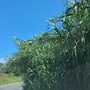 LA SEGNALAZIONE. Strada Montegrazie, cartello stradale coperto dall’erba alta: mezzi pesanti costretti a invadere la corsia opposta