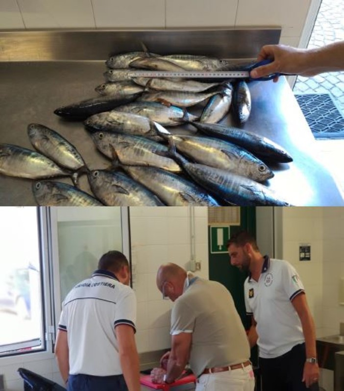 Nei controlli in mare della Guardia Costiera imperiese, sequestrati 26 esemplari di tonno rosso sottomisura Nei controlli in mare della Guardia Costiera imperiese, sequestrati 26 esemplari di tonno rosso sottomisura