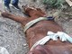 Costa d'Oneglia, cavalla finisce sotto un'auto: salvata dai vigili del fuoco