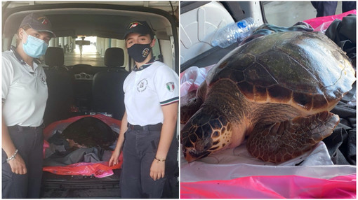 Guardia Costiera salva la tartaruga 'Vangelina', l'animale era in pericolo di vita al largo di Imperia