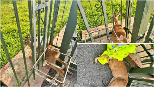 Capriolo incastrato in un cancello salvato dai volontari di Accademia Kronos