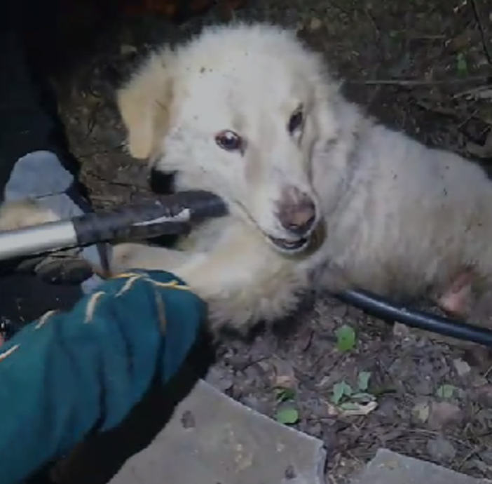 Cagnolina partorisce in un tronco e resta incastrata: salvata con i suoi cuccioli