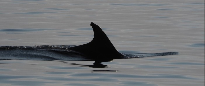 Nel mare della Riviera lo spettacolo dei tursiopi: nuovi avvistamenti del team di Delfini del Ponente
