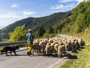 Il rilancio della transumanza in Valle Arroscia: il progetto della giunta di Cosio Il rilancio della transumanza in Valle Arroscia: il progetto della giunta di Cosio