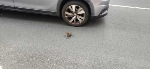 FOTONOTIZIA. Topolino a spasso tra auto e moto in via Schiva: una immagine che riaccende l’attenzione sul degrado a Imperia FOTONOTIZIA. Topolino a spasso tra auto e moto in via Schiva: una immagine che riaccende l’attenzione sul degrado a Imperia
