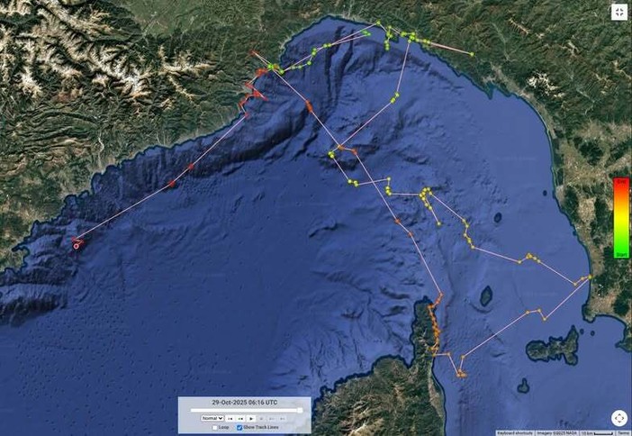 La tartaruga Thalassa soccorsa a Imperia “spiata” in mare dai biologi del Cima