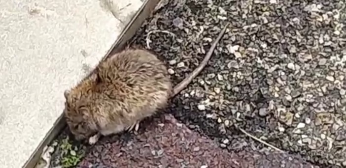 Imperia, derattizzazione straordinaria su tutto il territorio comunale