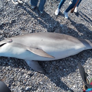 Tursiope femmina trovata spiaggiata a Imperia, indagini sulle cause della morte