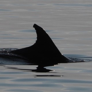 Nel mare della Riviera lo spettacolo dei tursiopi: nuovi avvistamenti del team di Delfini del Ponente