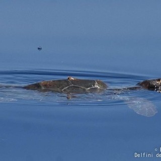 Imperia diventa "Comune amico delle tartarughe marine" aderendo al progetto “Life Turtlenest”