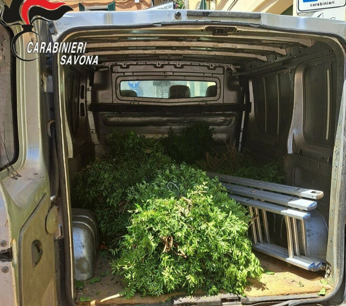 Sorpresi a rubare piante ornamentali: arrestati due albanesi residenti nell'imperiese Sorpresi a rubare piante ornamentali: arrestati due albanesi residenti nell'imperiese