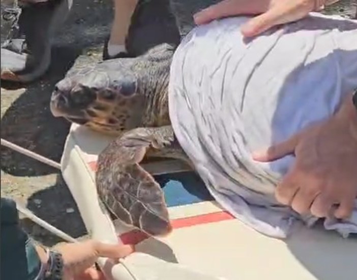 Imperia, portata in salvo una tartaruga Caretta Caretta (video) Imperia, portata in salvo una tartaruga Caretta Caretta (video)