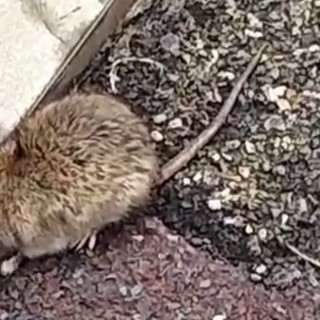 Imperia, derattizzazione straordinaria su tutto il territorio comunale