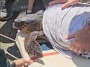 Imperia, portata in salvo una tartaruga Caretta Caretta (video) Imperia, portata in salvo una tartaruga Caretta Caretta (video)