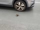 FOTONOTIZIA. Topolino a spasso tra auto e moto in via Schiva: una immagine che riaccende l’attenzione sul degrado a Imperia FOTONOTIZIA. Topolino a spasso tra auto e moto in via Schiva: una immagine che riaccende l’attenzione sul degrado a Imperia