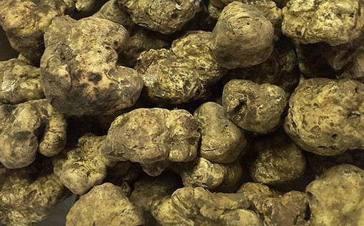 In Liguria le 'rotte' del tartufo: un progetto per tutelare e valorizzare la tradizione