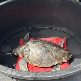 Imperia, una giovane tartaruga Caretta caretta è stata soccorsa durante una regata